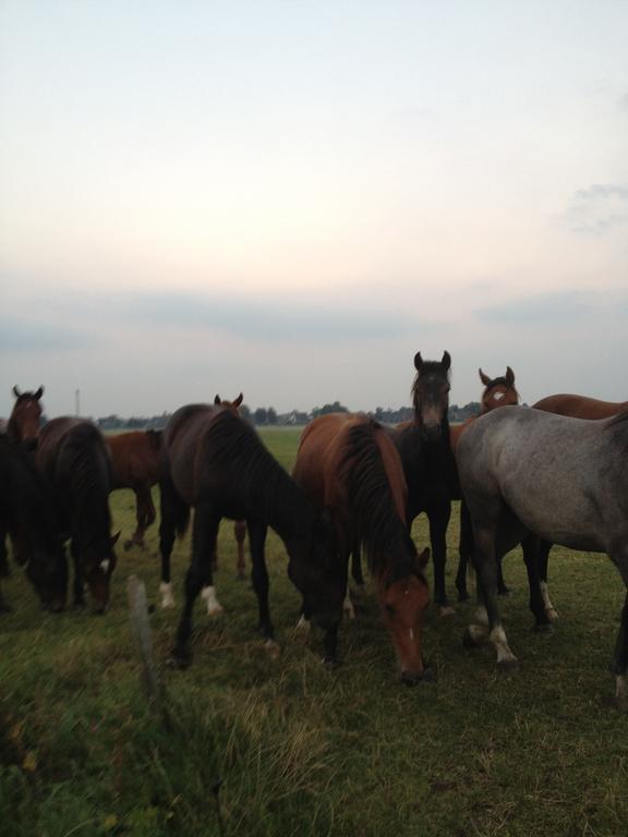 Farm Stay Hof Auf Der Wurp Harrierwurp Dış mekan fotoğraf